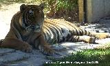 Tigre - Panthera tigris. Córdoba