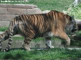 Tigre - Panthera tigris. Zoo de Córdoba