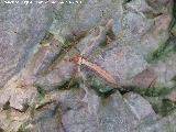 Tipula - Tipula oleracea. Nacimiento del Río Cuadros - Bedmar