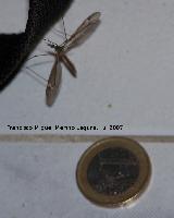 Tipula - Tipula oleracea. Comparación de tamaño con un euro.<br>Los Villares