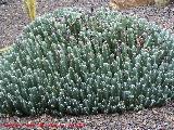 Cactus Cardn resinoso - Euphorbia resinifera. Tabernas