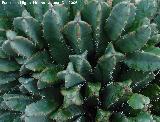 Cactus Cardn resinoso - Euphorbia resinifera. Benalmdena