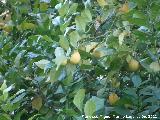 Limonero - Citrus limon. Bailn