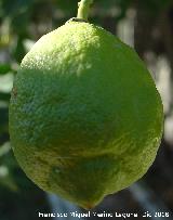 Limonero - Citrus limon. Limn
