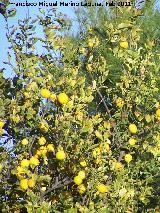 Limonero - Citrus limon. Tabernas