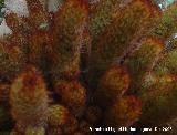 Cactus Mammillaria elongata - Mammillaria elongata. Benalmdena