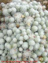 Cactus Mammillaria microhelia - Mammillaria microhelia. Benalmdena