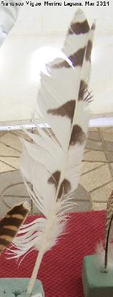 Pájaro Búho nival - Bubo scandiacus. Pluma. Navas de San Juan