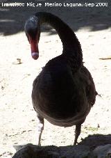 Pájaro Cisne negro - Cygnus atratus. Córdoba
