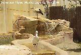 Pájaro Cigüeña blanca - Ciconia ciconia. Tabernas