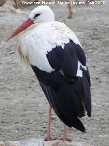 Pájaro Cigüeña blanca - Ciconia ciconia. Tabernas