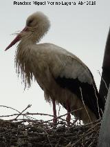 Pájaro Cigüeña blanca - Ciconia ciconia. La Clerecía - Salamanca