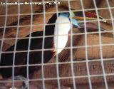 Pájaro Tucán pechiblanco - Ramphastos tucanus. Tabernas