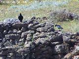 Pájaro Estornino negro - Sturnus unicolor. El Hacho - Alcalá la Real