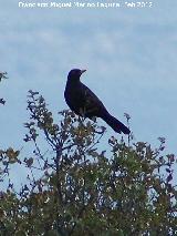 Pájaro Estornino negro - Sturnus unicolor. Fuente del Rosal - Navas de San Juan