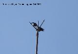 Pájaro Estornino negro - Sturnus unicolor. Navas de San Juan