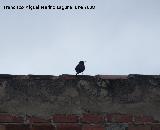Pájaro Estornino negro - Sturnus unicolor. Los Villares