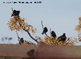 Pájaro Estornino negro - Sturnus unicolor. Navas de San Juan