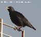 Pájaro Estornino negro