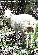 Oveja - Ovis aries. Cambil
