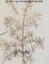 Enebro de miera - Juniperus oxycedrus. Dibujo