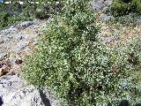 Enebro de miera - Juniperus oxycedrus. Navazalto - Villacarrillo