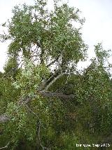 Enebro de miera - Juniperus oxycedrus. Santiago-Pontones