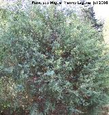 Enebro de miera - Juniperus oxycedrus. Cazorla