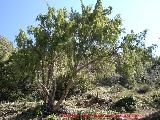 Enebro de miera - Juniperus oxycedrus. Ventisqueros. Valdepeas