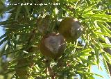 Enebro de miera - Juniperus oxycedrus. Ventisqueros. Valdepeas