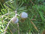 Enebro de miera - Juniperus oxycedrus. Pitillos. Valdepeas