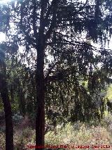Enebro de miera - Juniperus oxycedrus. Puerto Alto - Jan
