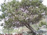 Enebro de miera - Juniperus oxycedrus. Cerro del Enebral - El Barraco
