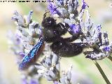 Abeja azul de la madera - Xylocopa violacea. Las Castañetas - Villacarrillo