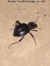 Escarabajo Akis - Akis sp.. Necrpolis de las Aguilillas - Campillos