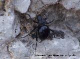 Escarabajo Akis - Akis sp.. Los Villares
