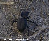 Escarabajo Akis - Akis sp.. Alhama de Granada