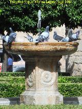 Pájaro Paloma bravía - Columba livia. Plaza Vázquez de Molina - Úbeda