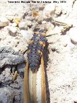 Mariquita de 7 puntos - Coccinella septempunctata. Larva. Salaria - Úbeda