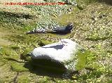 Pájaro Lavandera - Motacilla alba. Los Cañones. Los Villares