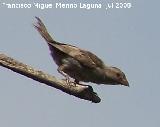 Pájaro Gorrión - Passer domesticus. Navas de San Juan