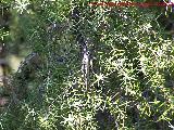 Langosta egipcia - Anacridium aegyptium. Portillo del Fraile - Jaén