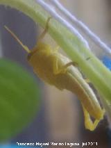 Langosta egipcia - Anacridium aegyptium. Ninfa. Los Villares