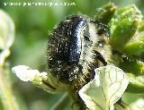 Escarabajo peludo - Tropinota hirta. Cazada de las Hazadillas. Jaén