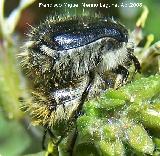 Escarabajo peludo - Tropinota hirta. Cazada de las Hazadillas. Jaén