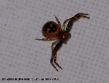 Araña Tomísido - Synaema globosum. Los Villares