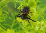 Araña Tomísido - Synaema globosum. Segura