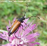 Escarabajo longicorne - Leptura livida. Segura