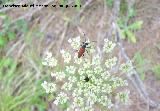 Escarabajo longicorne - Leptura livida. Segura