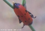 Escarabajo meloideo - Mylabris quadripunctata. Prado Maguillo - Santiago Pontones